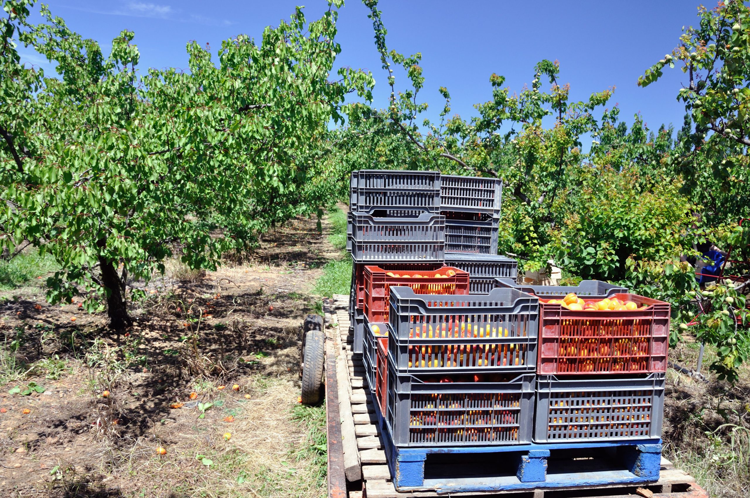 Transport des abricots