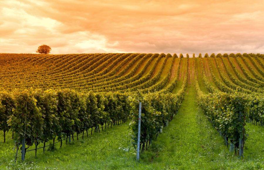 Viticulture Vignes