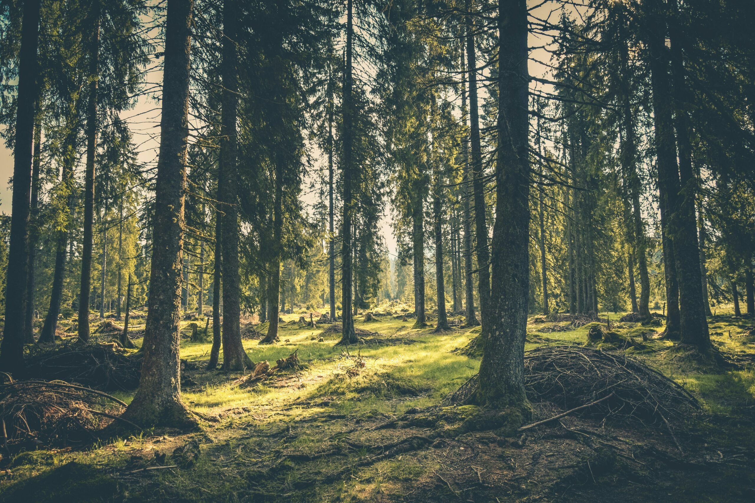 forêt